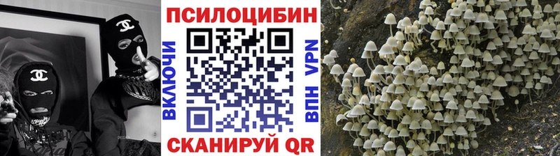 Псилоцибиновые грибы Cubensis  что такое   Губаха 
